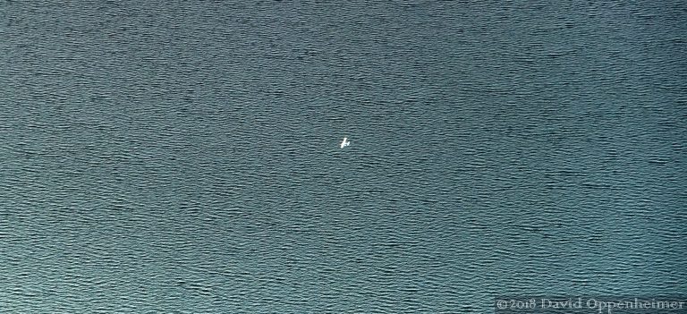 Seattle Seaplane Aerial