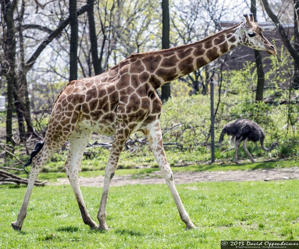 photo of adult giraffe at the bronx zoo