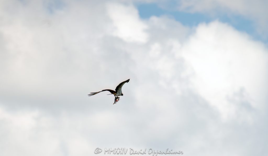 Osprey, talons, Osprey with fish, fish, flying, soar, bird, Captain Harbor, Greenwich, flight, Pandion haliaetus, bird of prey, Connecticut, raptor, Long Island Sound, shore, coast, shoreline, United States, horizontal, color, 1-13439195601,