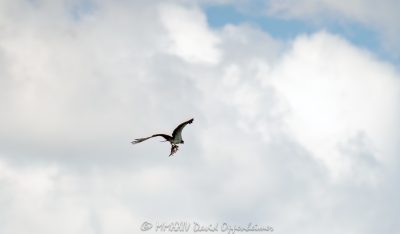 Osprey, talons, Osprey with fish, fish, flying, soar, bird, Captain Harbor, Greenwich, flight, Pandion haliaetus, bird of prey, Connecticut, raptor, Long Island Sound, shore, coast, shoreline, United States, horizontal, color, 1-13439195601,