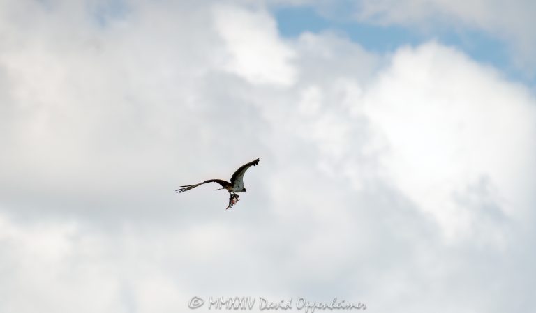 Osprey, talons, Osprey with fish, fish, flying, soar, bird, Captain Harbor, Greenwich, flight, Pandion haliaetus, bird of prey, Connecticut, raptor, Long Island Sound, shore, coast, shoreline, United States, horizontal, color, 1-13439195601,