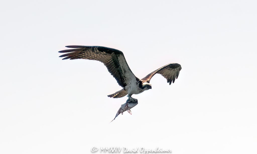Osprey, talons, Osprey with fish, fish, flying, soar, bird, Captain Harbor, Greenwich, flight, Pandion haliaetus, bird of prey, Connecticut, raptor, Long Island Sound, shore, coast, shoreline, United States, horizontal, color, 1-13439195601,