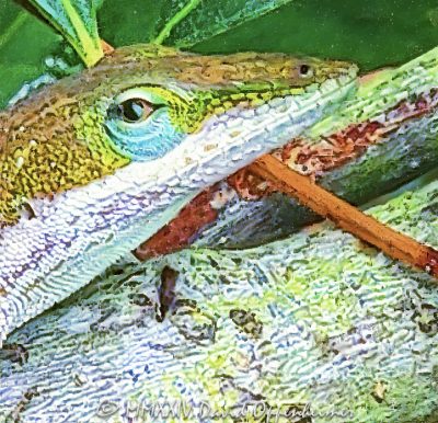 Lizard at Melton Peter Demetre Park at 640 Wampler Dr on James Island by Charleston, South Carolina - © 2024 David Oppenheimer - Performance Impressions photography archives - https://performanceimpressions.com lizard, lizard art, lizard close-up, reptile, wildlife, nature, Lowcountry, Charleston, South Carolina, tropical, Melton Peter Demetre Park, park, 640 Wampler Dr, James Island, Stiles Point, Woodhaven, 29412, David Oppenheimer, David Gordon Oppenheimer, United States, horizontal, color, 1-13726821381,