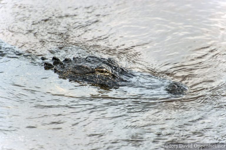 Alligator at Huntington Beach State Park