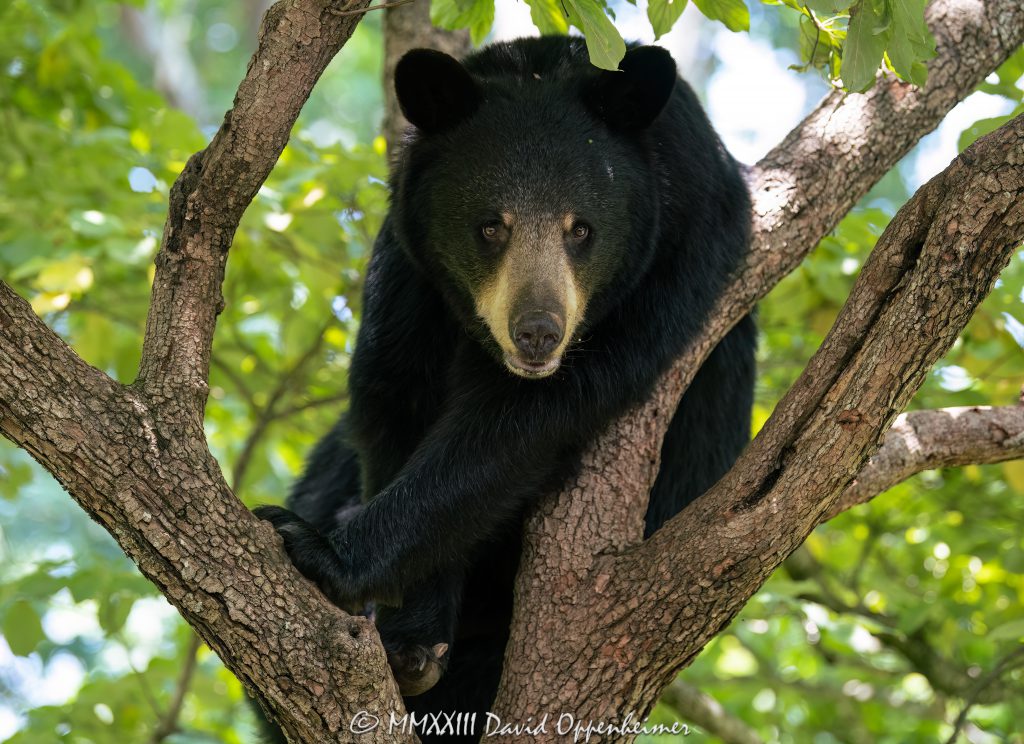 Amy the Bear in Dogwood Tree