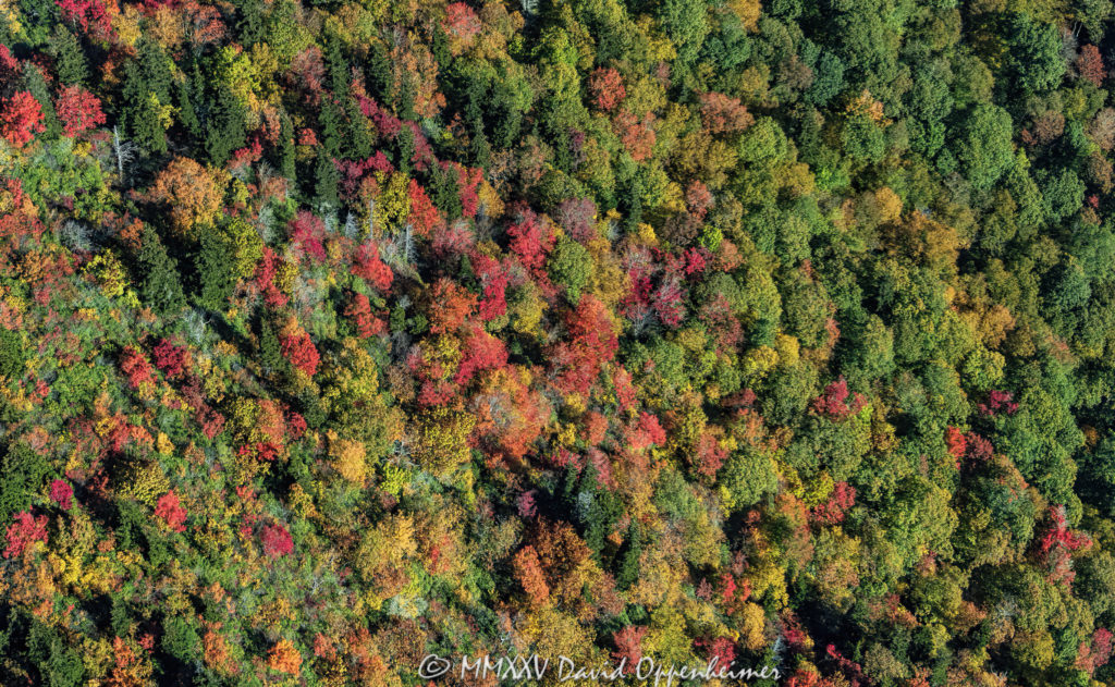 Vertical View of Autumn Colors Along the Blue Ridge Parkway