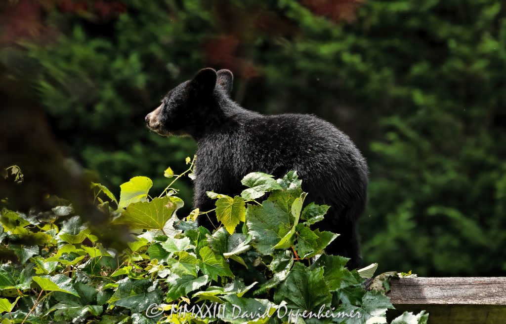 Bear Cub by Grapevine