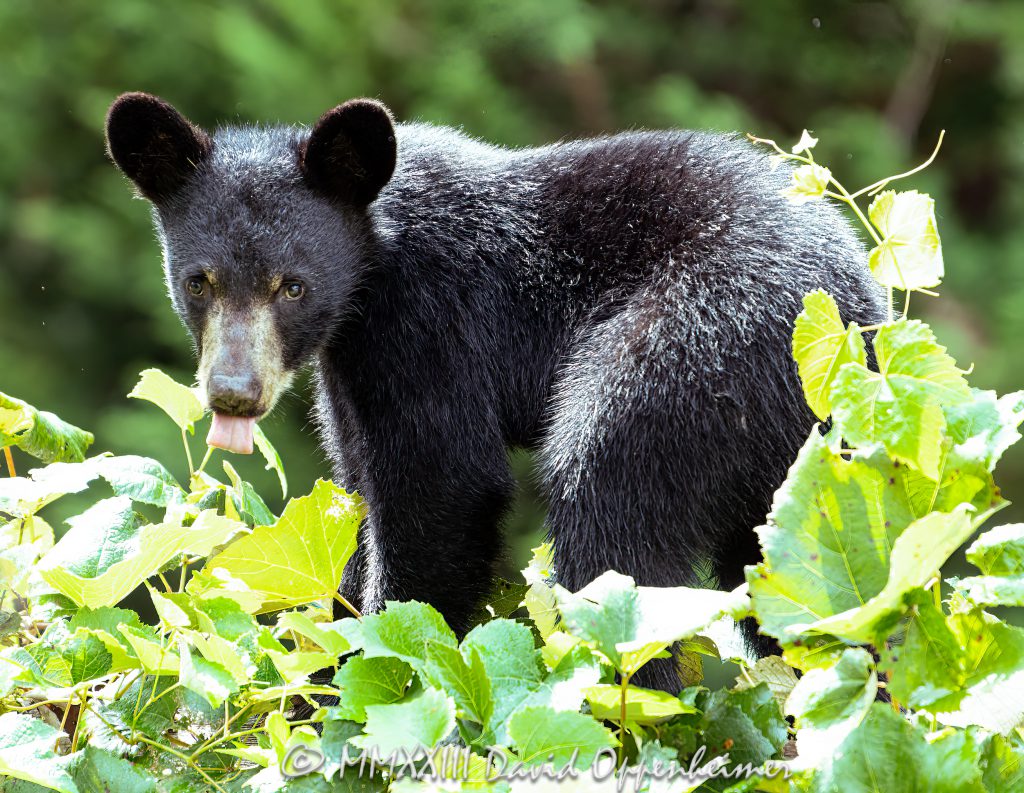 Bear Cub by Grapevine