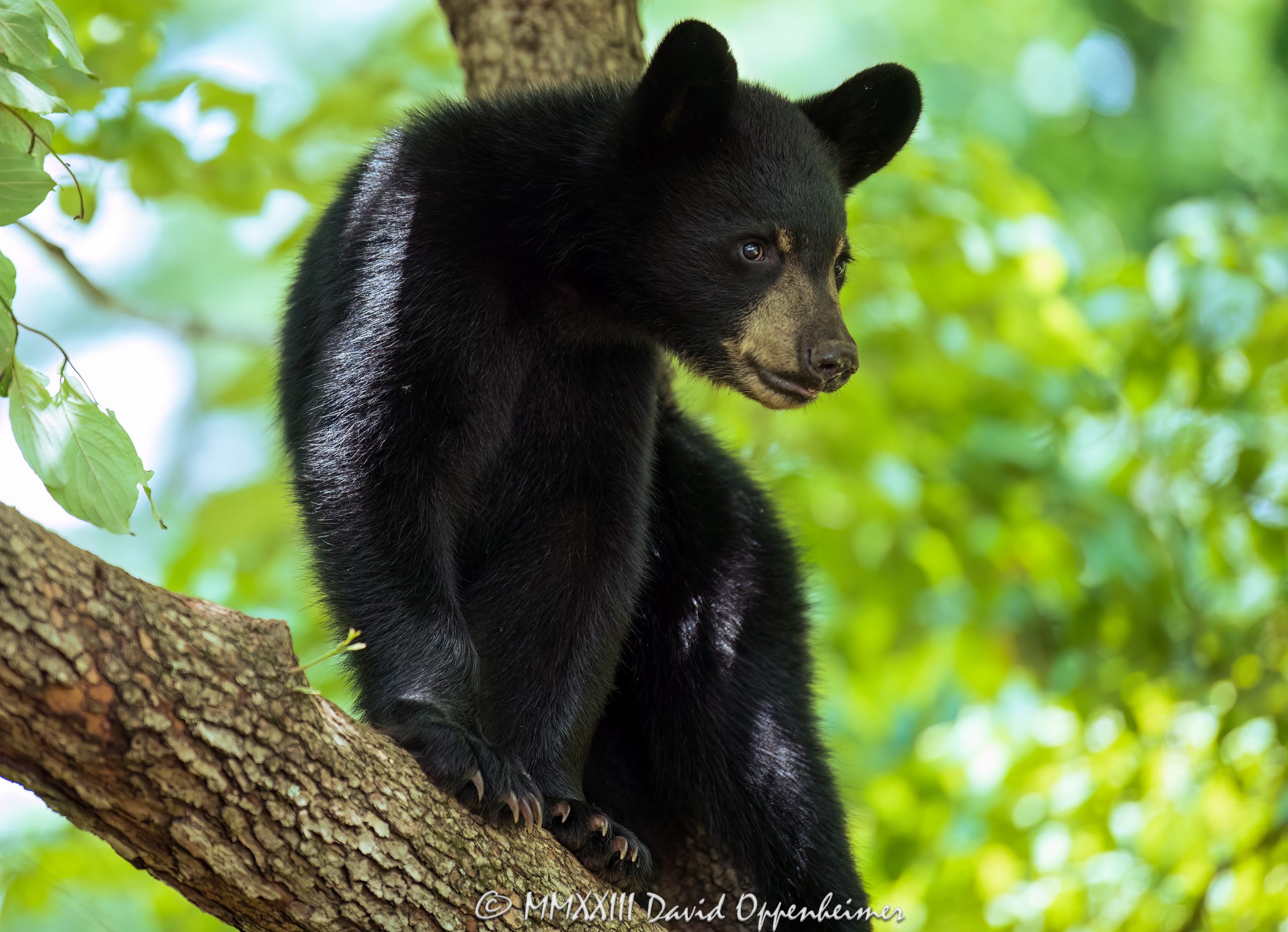 Bear Photos - Black Bear Photographs by David Oppenheimer - Performance ...