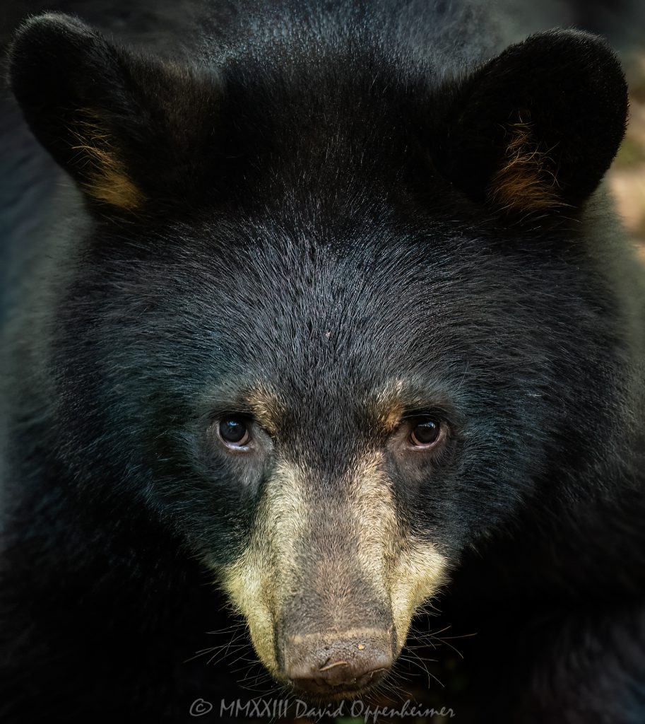 Young Bear Portrait Close-up