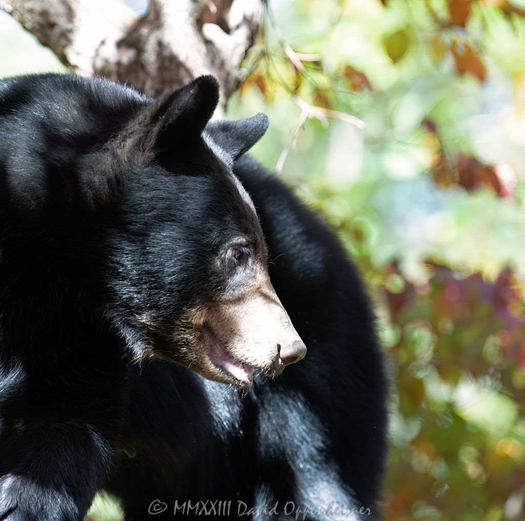 Bear in Dogwood Tree Profile Portrait