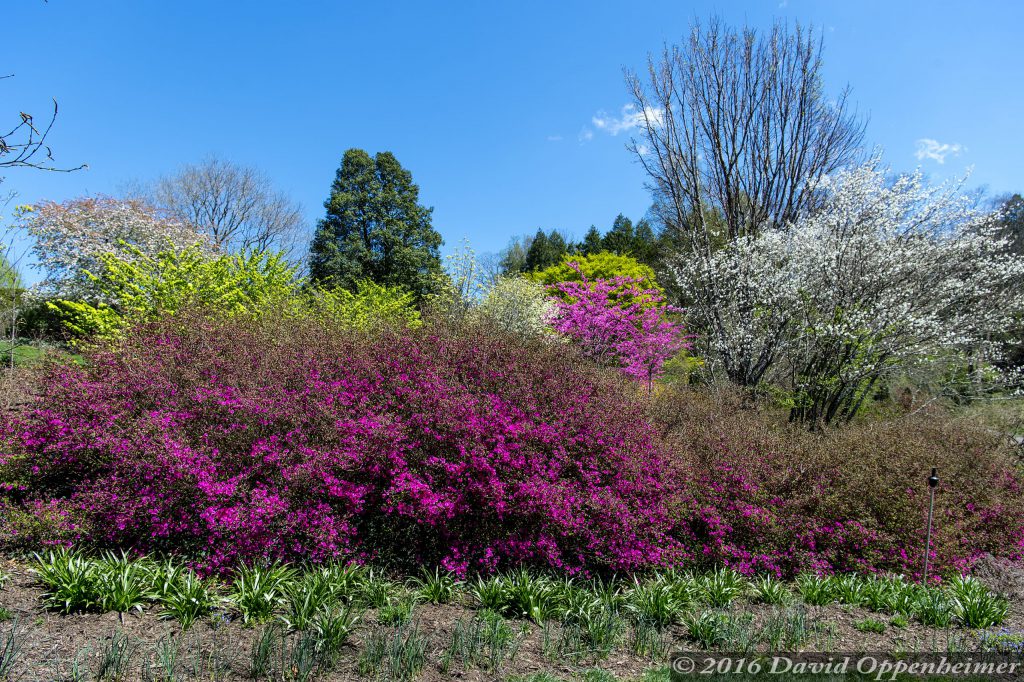 Biltmore Estate Shrub Garden in Spring