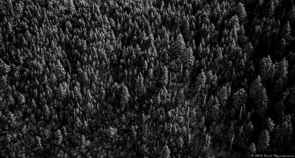 Balsam Fir Trees in Snow - Aerial Photo