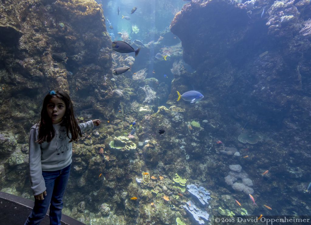 California_Academy_of_Sciences_San_Francisco_dsc_9483