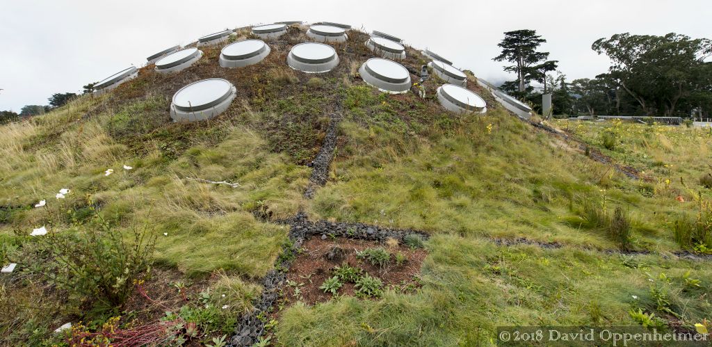 California_Academy_of_Sciences_roof_San_Francisco_dsc_9513