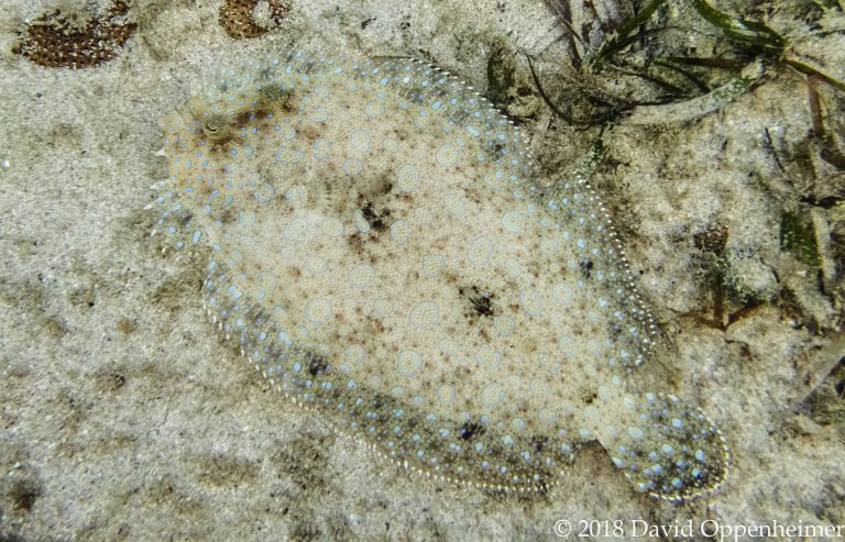 Peacock Flounder Seen Snorkeling in Ocho Rios, Jamaica