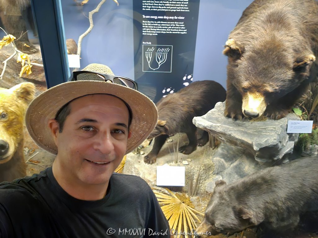 Black Bear Exhibit at the Field Museum in Chicago