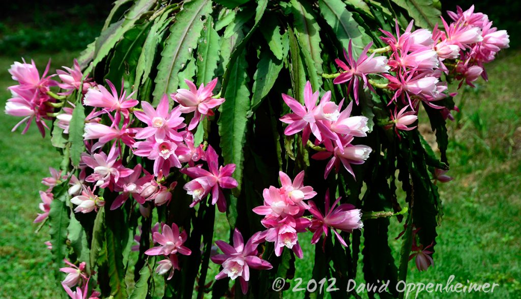Christmas Cactus Flower – Schlumbergera truncata