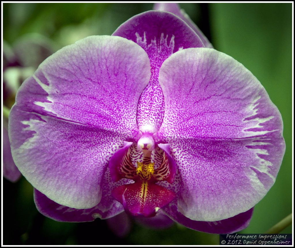 Dtps. Ching Hua Fair 'Red Flash' - Doritaenopsis Orchid Flower