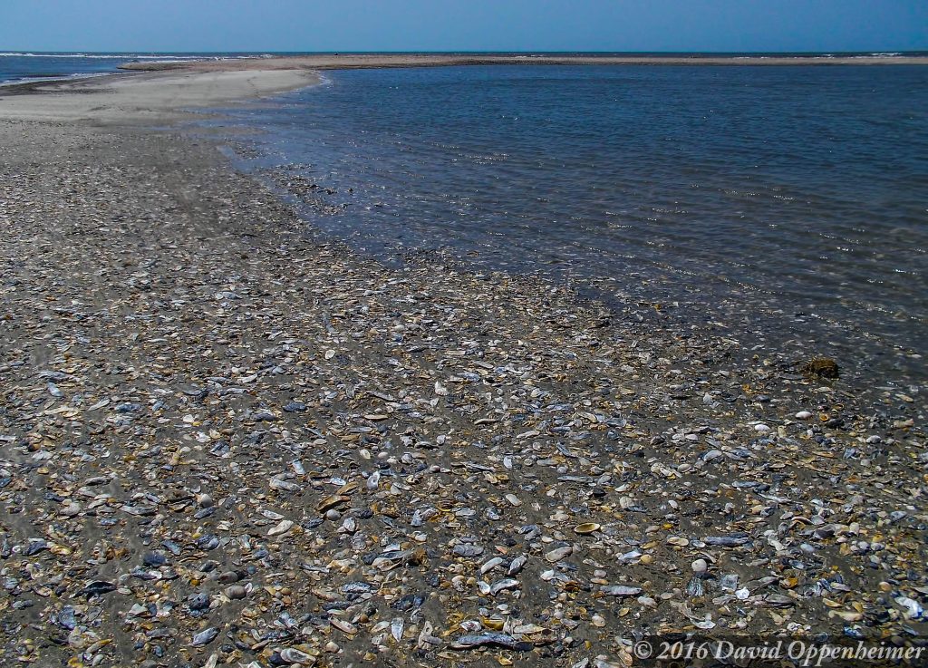 Edisto Island, South Carolina – Shell Island