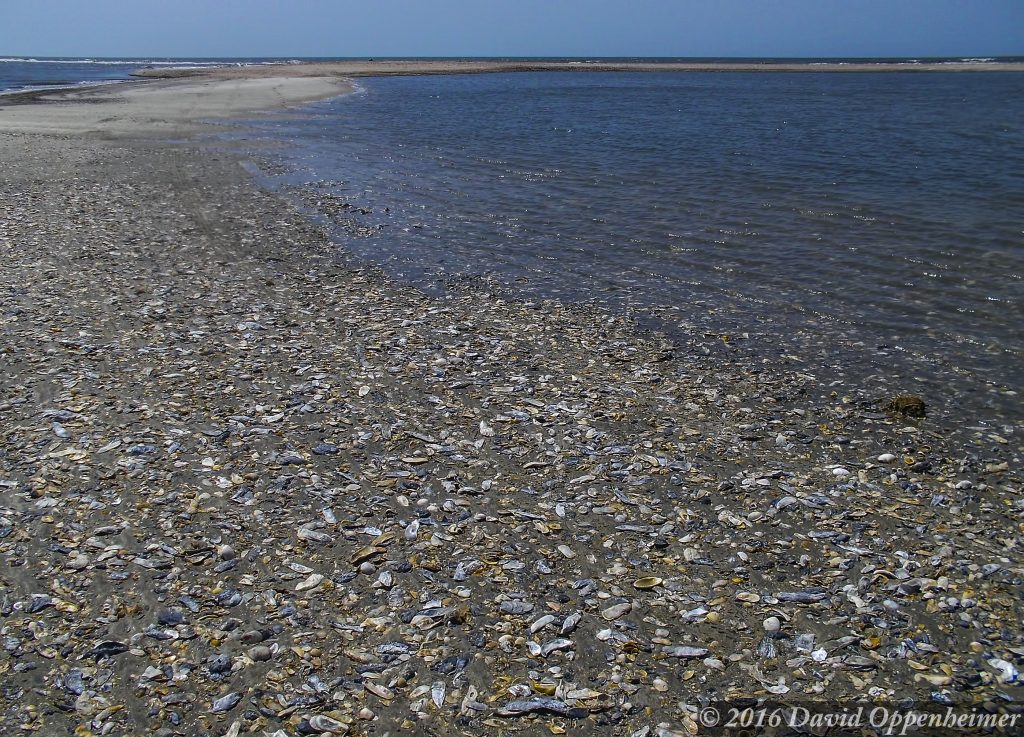 Edisto Island Beach Vacation
