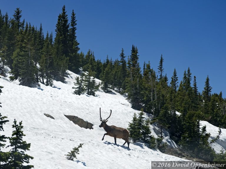 Elk in Snow in Rocky Mountain National Park in Colorado
