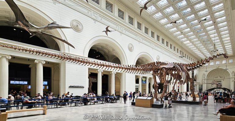 Field Museum Stanley Field Hall interior in Chicago, Illinois, with Máximo the Titanosaur extending through the monumental central hall of the renowned natural history museum beneath suspended pterosaurs. The 122-foot cast of Patagotitan mayorum is framed by the hall’s soaring arches, columns, vaulted ceiling and skylights, combining paleontology, natural history and the Field Museum’s historic neoclassical architecture – © 2026 David Oppenheimer – Performance Impressions photography archives https://performanceimpressions.com