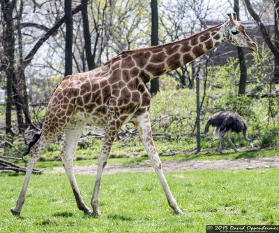 Giraffe at The Bronx Zoo