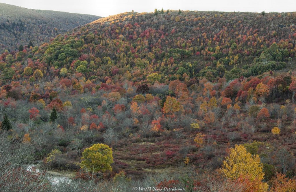 Graveyard Fields on the Blue Ridge Parkway During Peak Autumn Color