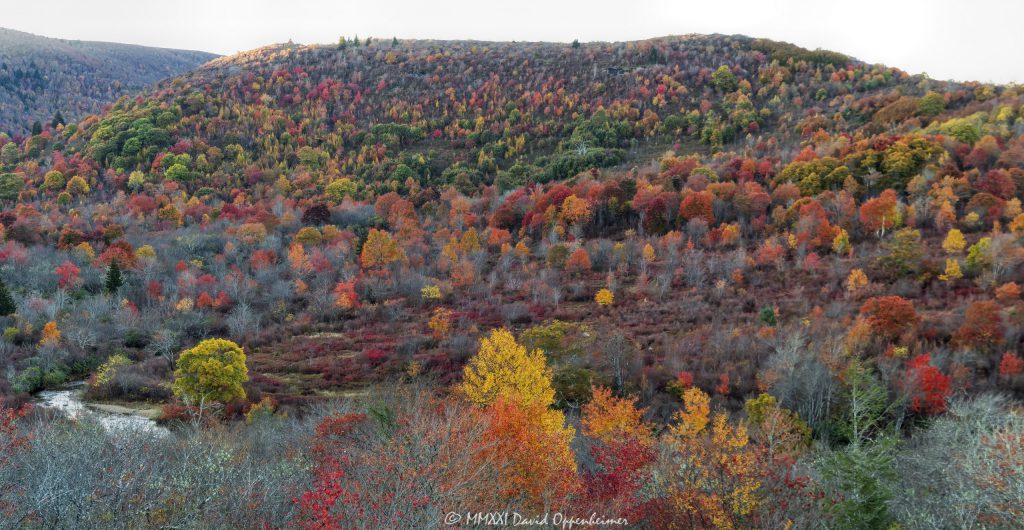 Graveyard Fields on the Blue Ridge Parkway During Peak Autumn Color
