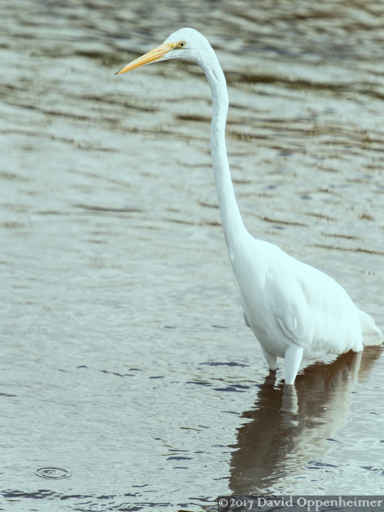 Great Egret at Huntington Beach State Park