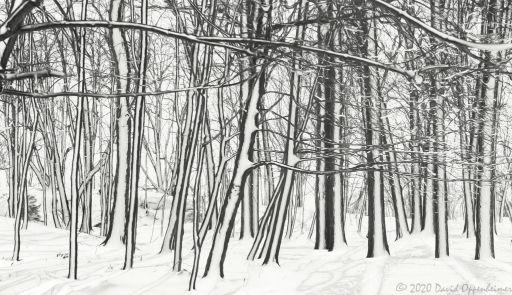 Larchmont Manor Park Trees in Snow