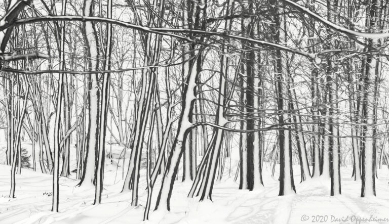 Larchmont Manor Park Trees in Snow