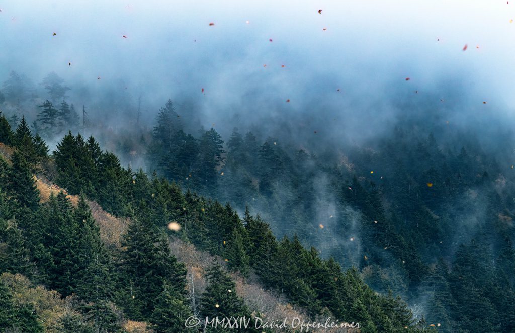 Leaves Blowing in an Autumn Wind in a Red Spruce Fraser Fir Cloud Forest on the Blue Ridge Parkway