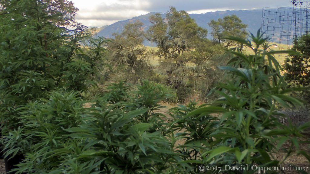 Marijuana Farming in Ukiah in Mendocino County