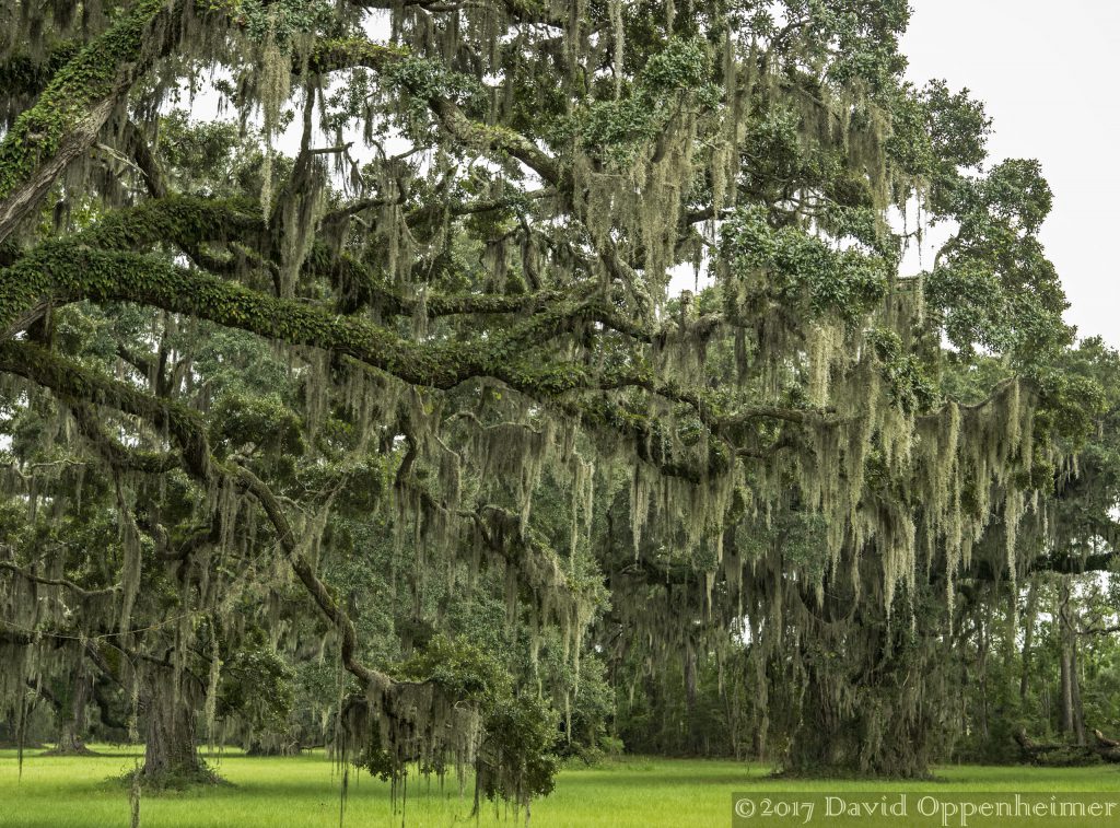 Live Oaks with Spanish Moss at Tom Yawkey Wildlife Center