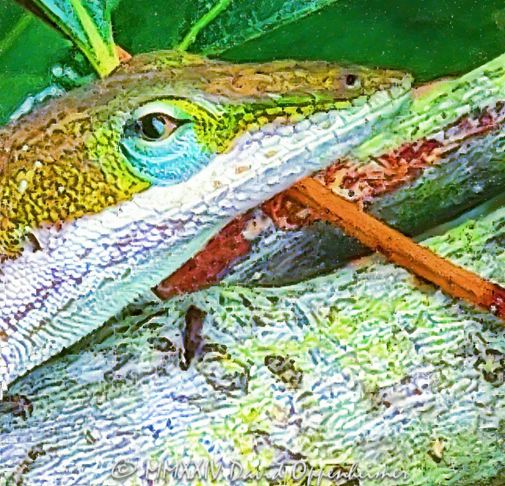 Lizard at Melton Peter Demetre Park in Charleston, South Carolina