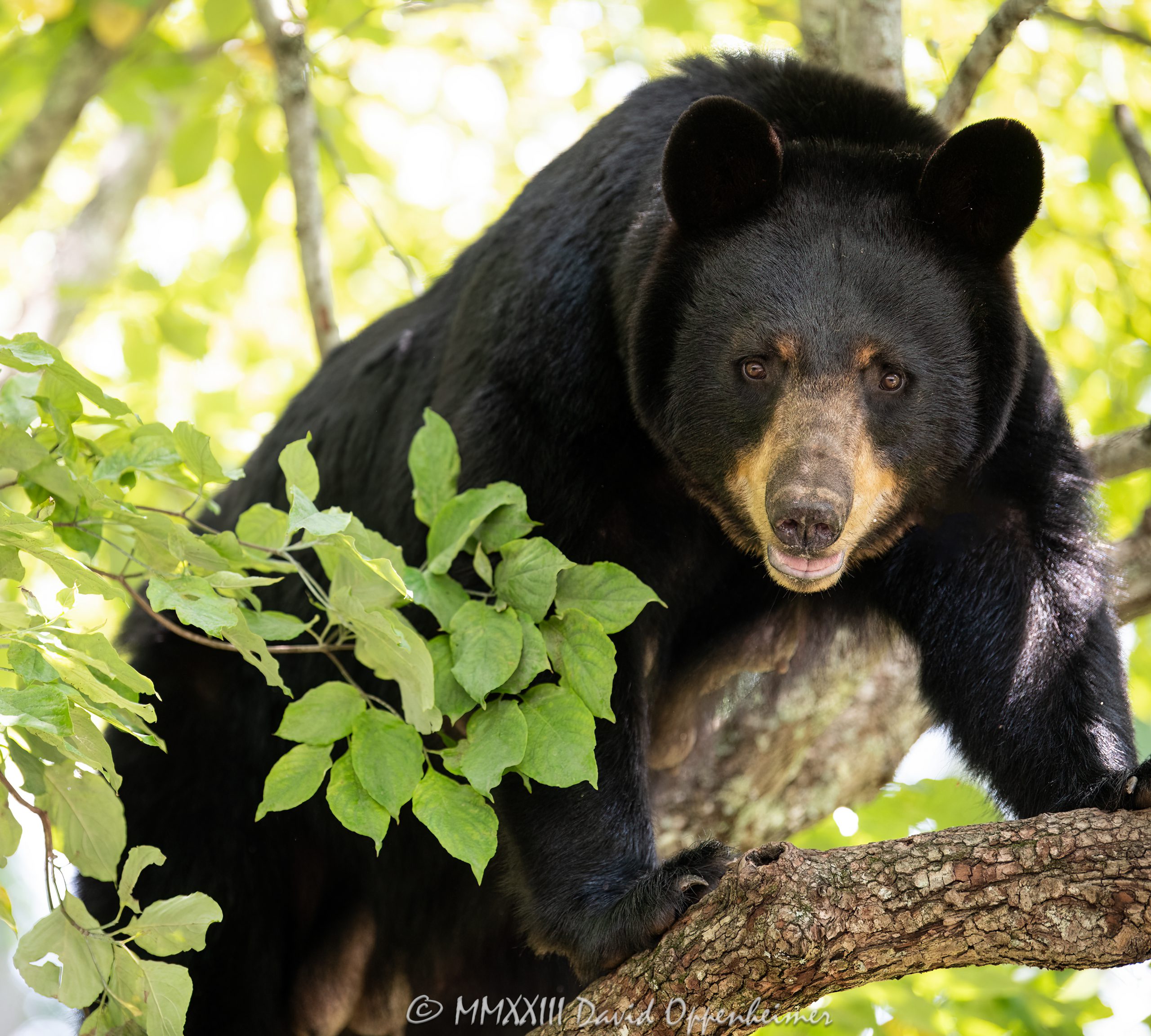 Bear Photos - Black Bear Photographs by David Oppenheimer - Performance ...