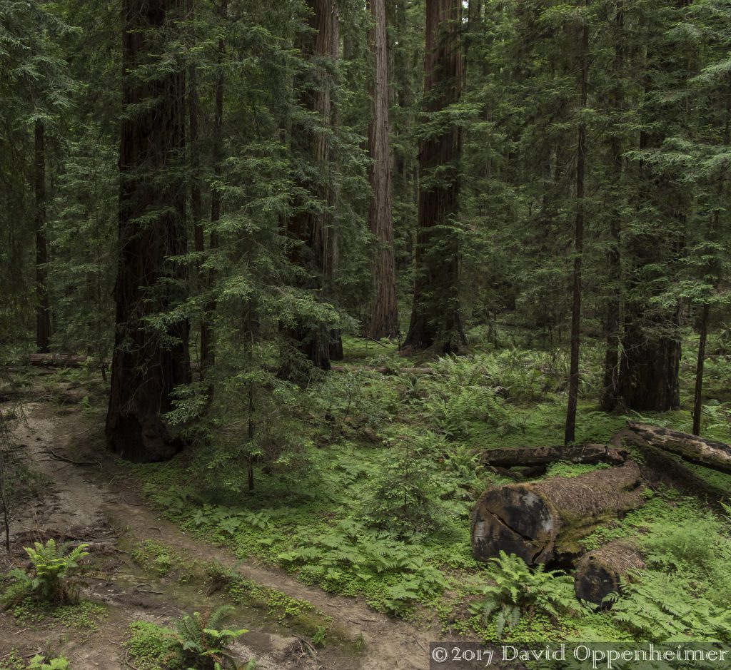 Montgomery Woods State Natural Reserve