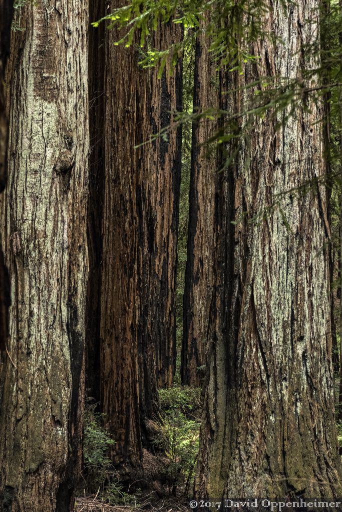 Montgomery Woods State Natural Reserve