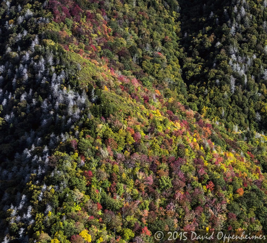 Fall Colors in Mount Mitchell State Park