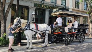 Horse-drawn carriage for a wedding at the Planters Inn in Charleston, South Carolina - © 2024 David Oppenheimer - Performance Impressions photography archives - https://performanceimpressions.com horse-drawn carriage, horse & buggy, carriage, wedding, Planters Inn, historic, old fashioned, horse & carriage, ride, historic district, downtown, weddings, 112 N Market St, Charleston, SC, 29401, inn, Charlestowne Hotels, architecture, building, hotel, resort, luxury, weddings, Charleston, South Carolina, David Oppenheimer, David Gordon Oppenheimer, United States, horizontal, color, 1-13726821381,