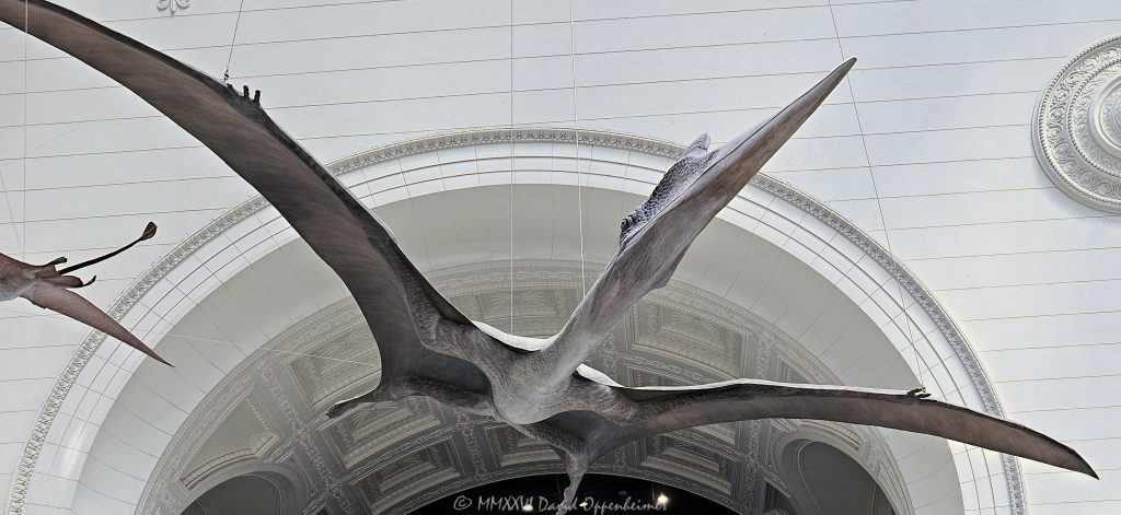 Pterosaur suspended in Stanley Field Hall at the Field Museum in Chicago, Illinois, with its wings spread beneath a monumental arch in the museum’s main hall. The flying-reptile model is part of the Field Museum’s Flock of Pterosaurs and Griffin Dinosaur Experience, combining paleontology and natural history with the grand neoclassical interior of Stanley Field Hall – © 2026 David Oppenheimer – Performance Impressions photography archives https://performanceimpressions.com Field Museum, Field Museum Chicago, The Field Museum, Field Museum of Natural History, Chicago Field Museum, Stanley Field Hall, Stanley Hall, Field Museum hall, Field Museum interior, Stanley Field Hall interior, pterosaur, pterosaurs, Field Museum pterosaur, Field Museum pterosaurs, flying reptile, flying reptiles, prehistoric reptile, winged reptile, pterosaur model, pterosaur replica, suspended pterosaur, flying pterosaur, pterodactyl, pterodactyls, wings, wingspan, spread wings, beak, long beak, flight, prehistoric flight, Flock of Pterosaurs, pterosaur flock, Griffin Dinosaur Experience, Griffin Experience, paleontology, prehistoric, prehistory, fossil science, natural history, natural history museum, dinosaur era, dinosaurs, dinosaur, Mesozoic, Jurassic, Cretaceous, extinction, evolution, prehistoric animal, prehistoric life, museum exhibit, museum exhibition, science exhibit, paleontology exhibit, dinosaur exhibit, museum, science museum, science, education, STEM, Stanley Field Hall architecture, museum interior, museum hall, great hall, central hall, monumental hall, grand hall, architecture, interior architecture, museum architecture, Chicago architecture, historic architecture, neoclassical, Neoclassical architecture, classical architecture, arch, arches, archway, archways, columns, vaulted ceiling, high ceiling, ceiling, monumental interior, grand interior, marble, fossil limestone, limestone floor, balcony, Museum Campus, Chicago Museum Campus, Museum Campus Chicago, Chicago museum, Chicago museums, Chicago attraction, Chicago tourism, Chicago science, Chicago paleontology, South Loop, Near South Side, Chicago, Chicago Illinois, Illinois, 1400 South DuSable Lake Shore Drive, 1400 S DuSable Lake Shore Drive, DuSable Lake Shore Drive, 60605, Field Columbian Museum, Chicago Natural History Museum, United States, USA, museum photography, pterosaur photography, paleontology photography, science photography, interior photography, architectural photography, natural history photography, travel photography, editorial photography, fine art photography, prehistoric art, dinosaur art, museum art, Chicago art, photographic print, fine art print, archival print, gallery print, collector print, wall art, licensing, image licensing, commercial imagery, photography licensing, art, print, fine art, commercial photography, David Oppenheimer, Performance Impressions, Performance Impressions photography archives, horizontal, 1-15213827141