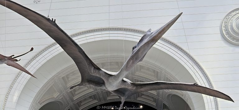 Pterosaur suspended in Stanley Field Hall at the Field Museum in Chicago, Illinois, with its wings spread beneath a monumental arch in the museum’s main hall. The flying-reptile model is part of the Field Museum’s Flock of Pterosaurs and Griffin Dinosaur Experience, combining paleontology and natural history with the grand neoclassical interior of Stanley Field Hall – © 2026 David Oppenheimer – Performance Impressions photography archives https://performanceimpressions.com Field Museum, Field Museum Chicago, The Field Museum, Field Museum of Natural History, Chicago Field Museum, Stanley Field Hall, Stanley Hall, Field Museum hall, Field Museum interior, Stanley Field Hall interior, pterosaur, pterosaurs, Field Museum pterosaur, Field Museum pterosaurs, flying reptile, flying reptiles, prehistoric reptile, winged reptile, pterosaur model, pterosaur replica, suspended pterosaur, flying pterosaur, pterodactyl, pterodactyls, wings, wingspan, spread wings, beak, long beak, flight, prehistoric flight, Flock of Pterosaurs, pterosaur flock, Griffin Dinosaur Experience, Griffin Experience, paleontology, prehistoric, prehistory, fossil science, natural history, natural history museum, dinosaur era, dinosaurs, dinosaur, Mesozoic, Jurassic, Cretaceous, extinction, evolution, prehistoric animal, prehistoric life, museum exhibit, museum exhibition, science exhibit, paleontology exhibit, dinosaur exhibit, museum, science museum, science, education, STEM, Stanley Field Hall architecture, museum interior, museum hall, great hall, central hall, monumental hall, grand hall, architecture, interior architecture, museum architecture, Chicago architecture, historic architecture, neoclassical, Neoclassical architecture, classical architecture, arch, arches, archway, archways, columns, vaulted ceiling, high ceiling, ceiling, monumental interior, grand interior, marble, fossil limestone, limestone floor, balcony, Museum Campus, Chicago Museum Campus, Museum Campus Chicago, Chicago museum, Chicago museums, Chicago attraction, Chicago tourism, Chicago science, Chicago paleontology, South Loop, Near South Side, Chicago, Chicago Illinois, Illinois, 1400 South DuSable Lake Shore Drive, 1400 S DuSable Lake Shore Drive, DuSable Lake Shore Drive, 60605, Field Columbian Museum, Chicago Natural History Museum, United States, USA, museum photography, pterosaur photography, paleontology photography, science photography, interior photography, architectural photography, natural history photography, travel photography, editorial photography, fine art photography, prehistoric art, dinosaur art, museum art, Chicago art, photographic print, fine art print, archival print, gallery print, collector print, wall art, licensing, image licensing, commercial imagery, photography licensing, art, print, fine art, commercial photography, David Oppenheimer, Performance Impressions, Performance Impressions photography archives, horizontal, 1-15213827141