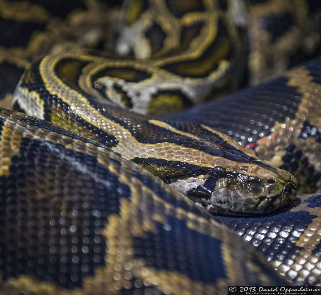 Burmese Python at The Bronx Zoo