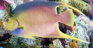Colorful fish at the South Carolina Aquarium in downtown Charleston, South Carolina - © 2024 David Oppenheimer - Performance Impressions photography archives - https://performanceimpressions.com fish, colorful fish, South Carolina Aquarium, Charleston, aquarium, fish tank, rainbow colored fish, rainbow, marine biology, marine, colorful, colors, bright, 100 Aquarium Wharf, 29401, Lowcountry, South Carolina, David Oppenheimer, David Gordon Oppenheimer, United States, horizontal, color, 1-13726821381,