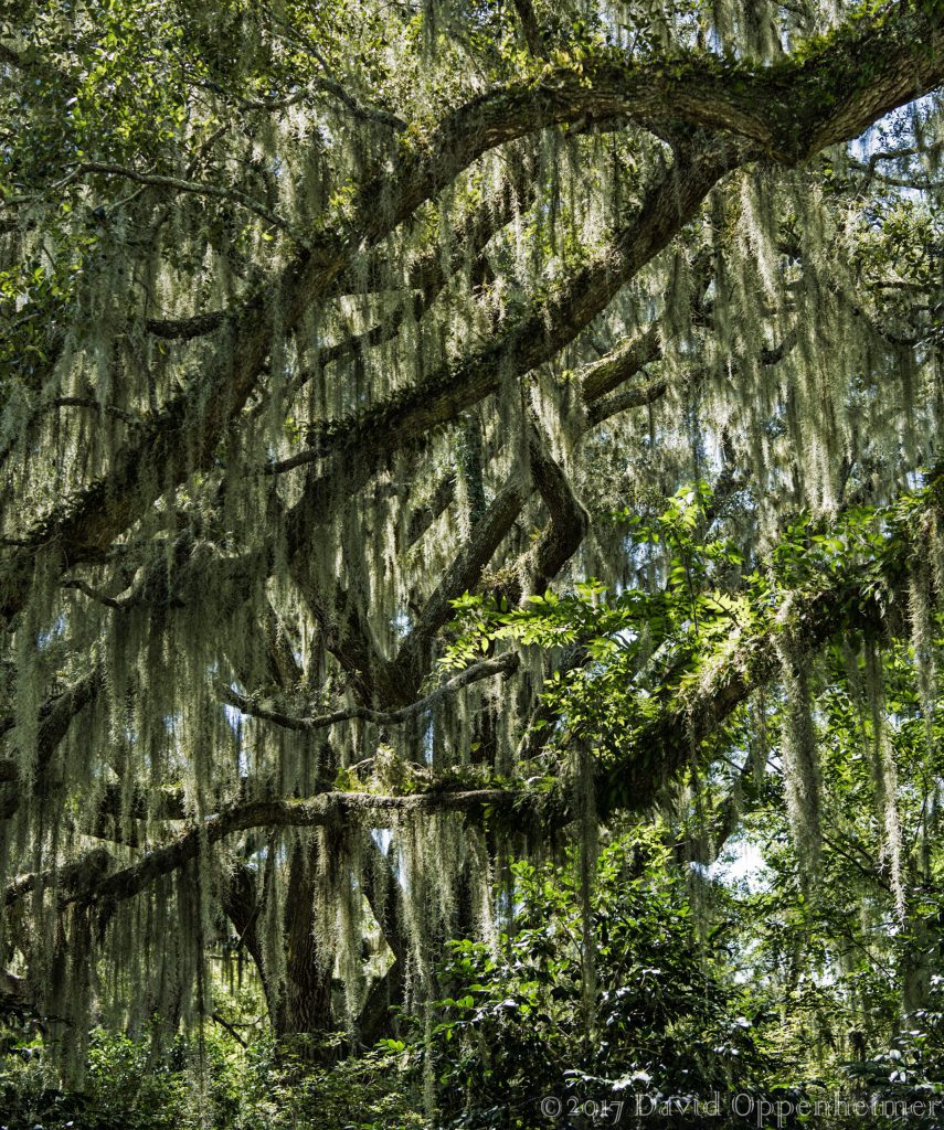 Southern Live Oaks with Spanish Moss in Lowcountry of South Carolina