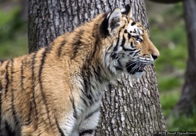 Siberian tiger at Tiger Mountain at The Bronx Zoo