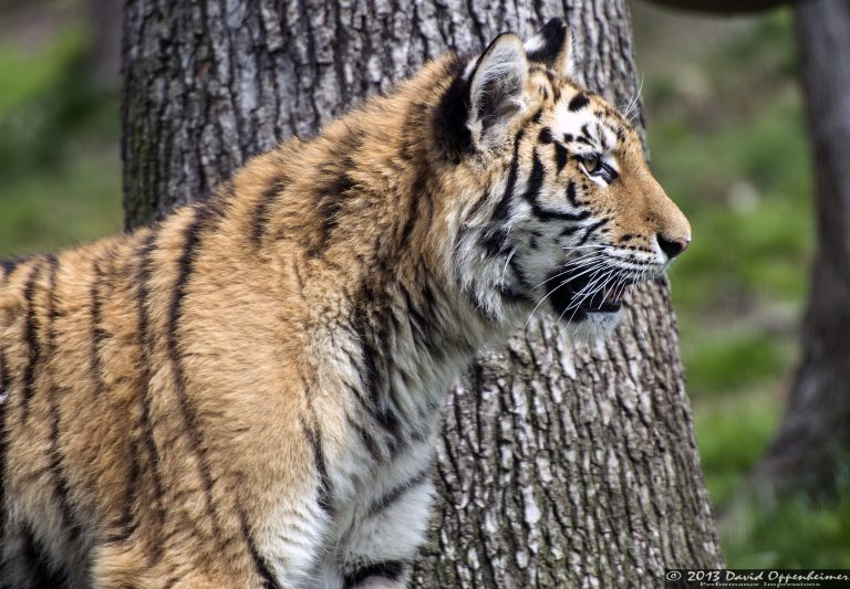 Siberian tiger at Tiger Mountain at The Bronx Zoo
