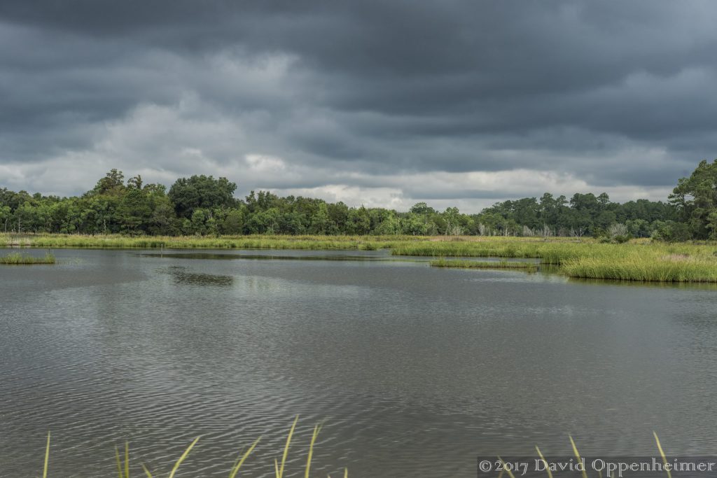 Tom Yawkey Wildlife Center